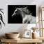 Cheval arabe Brampt-106051565