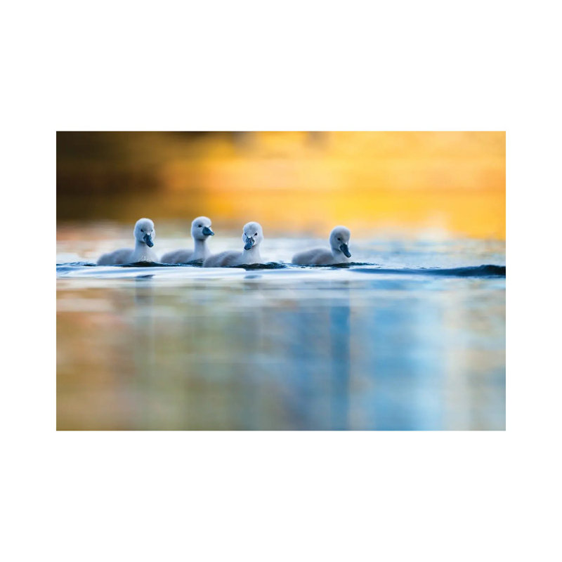 Four Cygnets by Mateusz Piesiak - Wrapped Canvas Print, 20.32 cm H x 30.48 cm W