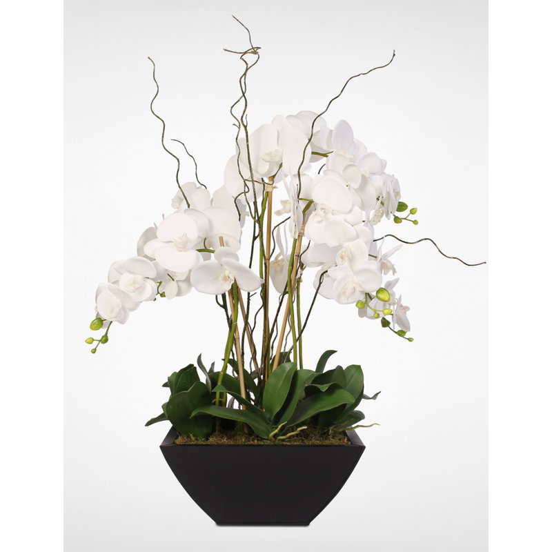 Orchidées blanches Phalaenopsis à toucher véritable dans un pot en zinc noir métallique