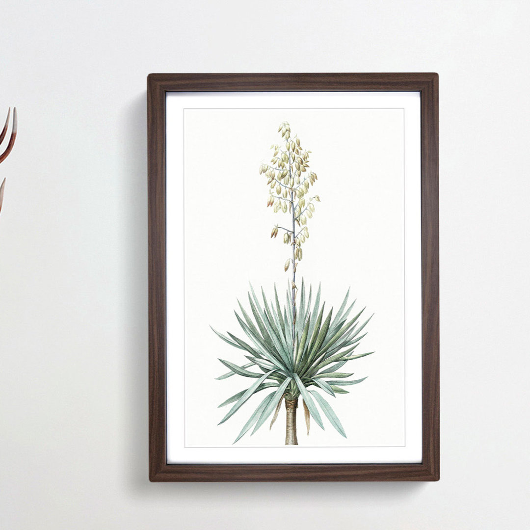 Adams Needle Yucca Flowers by Pierre-Joseph Redoute - Picture Frame Painting Print on Paper