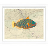 Vibrant Fish 1 Giclee Print by Soicher Marin Archives