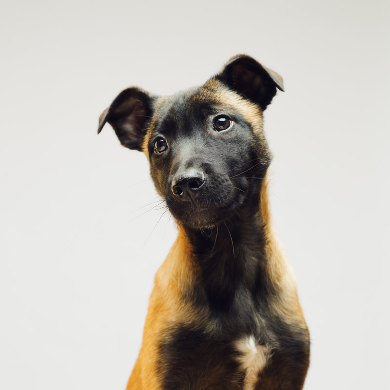Little Puppy - Wrapped Canvas Print, 76cm H x 76cm W x 3.8cm D