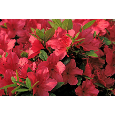Delandria " Background Of Azaleas "