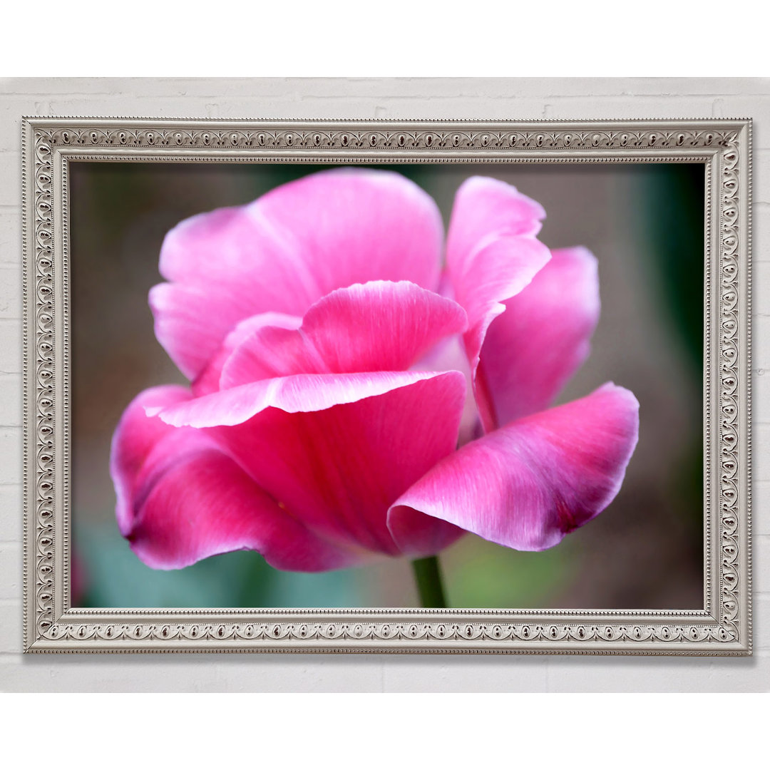 Pink Ruffle Petals - Einzelner Bilderrahmen Druck