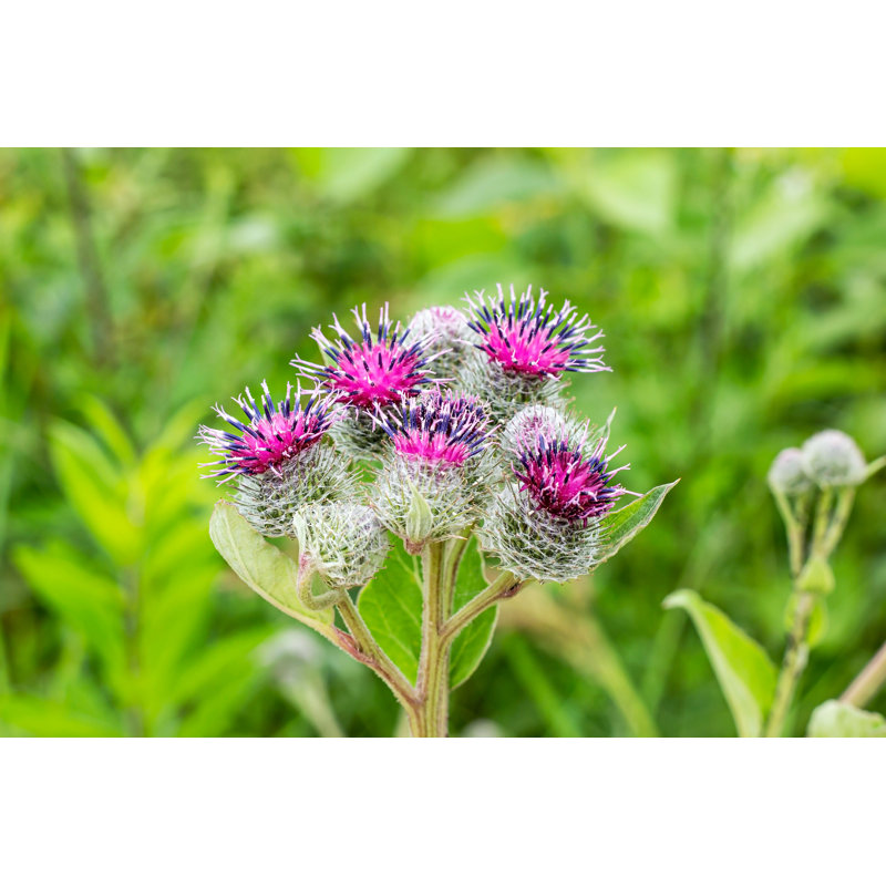 Fleurs mauves - photographie sur toile tendue, H 8 po x l 12 po