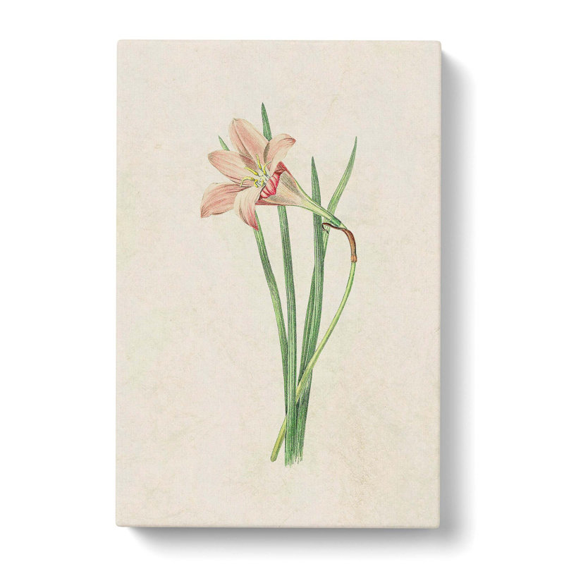 Pink Zephyr Lily Illustration - Wrapped Canvas, 60cm H x 40cm W x 3cm D