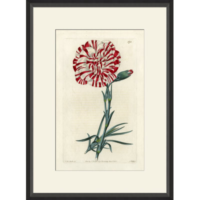 Watts Carnation II Painting