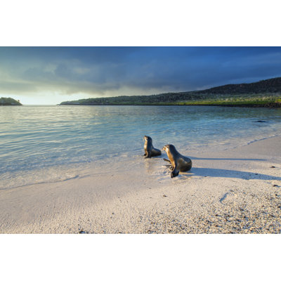 Sea Lions (Zalophus Wollebaeki) at the Galapagos Islands by Guenterguni