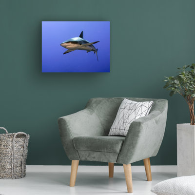 Bolog Ilan Ben Tov Grey Reef Shark Carcharhinus Amblyrhynchos Canvas Art