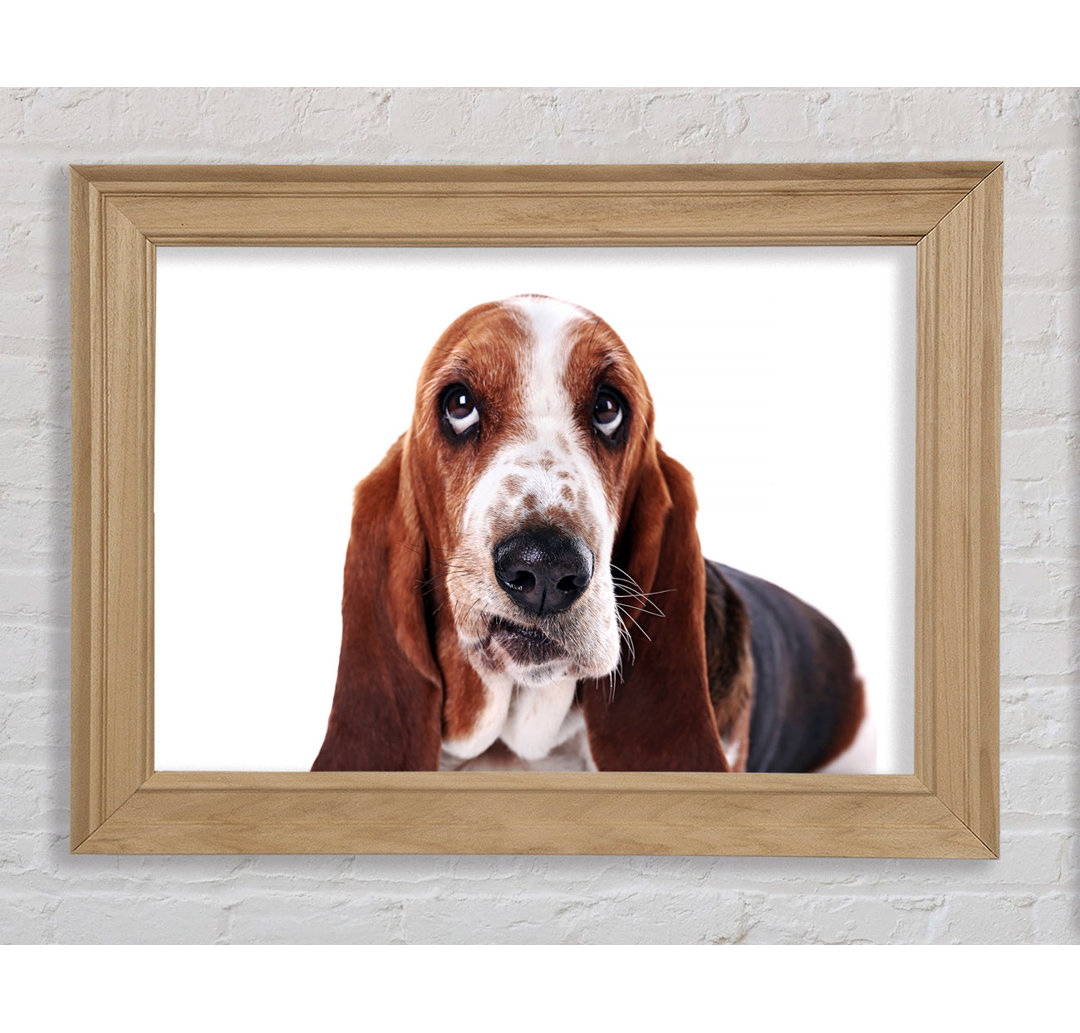 Basset Hound Look - Druck