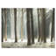 Reproduction de photo sur toile tendue, "forest pin tree" par mer avec rayons-18270566-33308378