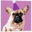 « milo on violet », reproduction d’art sur toile tendue-74736275-74736274-74736276