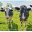 Farm Fence 5 pi x 164 pi - Clôture métallique durable pour la protection des bovins, des chèvres, des cerfs et de l'extérieur-123191024