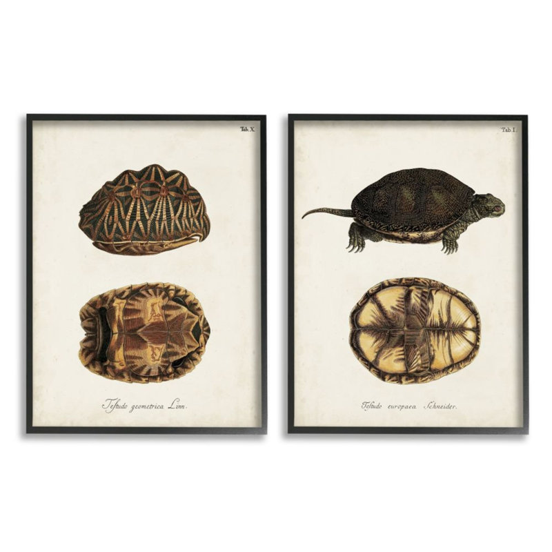 «Study of Antique Turtles Shells», ensemble de 2 reproductions d'art graphique, Giclée encadrée noir minuit
