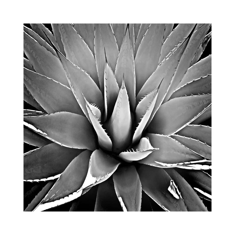 Black & White Succulent III by Mia Jensen - Wrapped Canvas Print, 30.48 cm H x 30.48 cm W