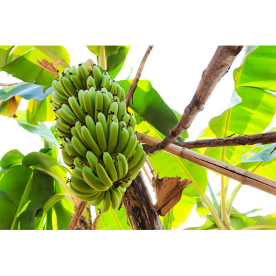 " Bunches Of Banana " by Walking-Onstreet