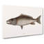 Mangrove Snapper Fish by Mark Catesby - Wrapped Canvas Graphic Art Print-55312437