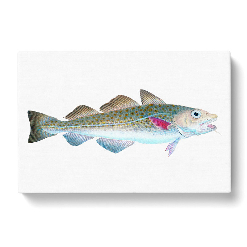 Atlantic Cod Fish by Edward Donovan - Wrapped Canvas Painting, 35cm H x 50cm W x 3cm D