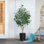 Adcock Artificial Ficus Tree, UV Protected Faux Greenery with Huge Decorative Base for Indoor Outdoor-616467560-616467478