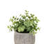 Potted Plant Ceramic Scratch Pots Sage