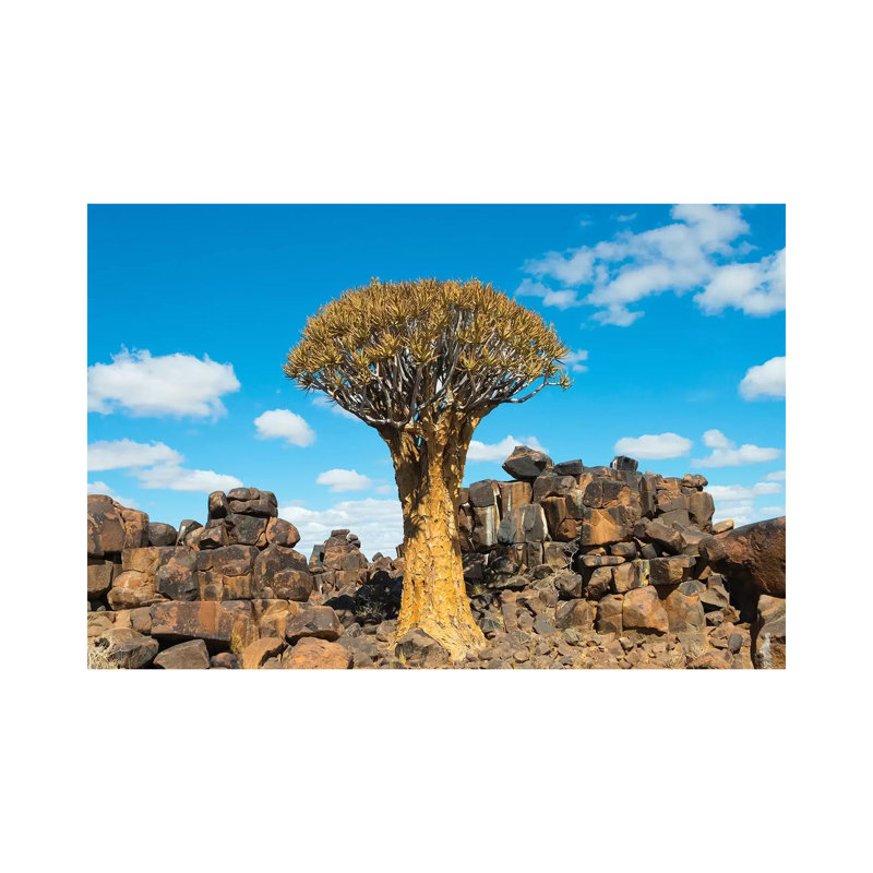 Quiver Trees and Rock Piles in Kalahari Desert, Karas Region, Namibia 1 Piece Wrapped Canvas Wall Art