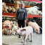 Statue de bébé cochon debout taille réelle