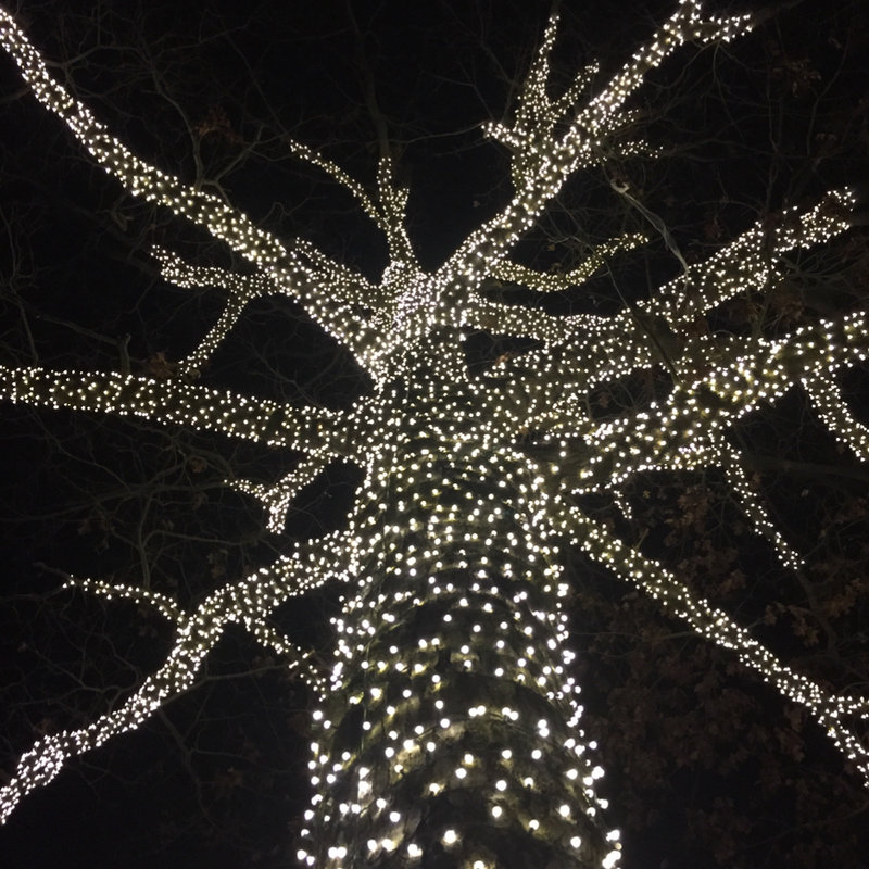 Mini guirlande de 25 lumières DEL d'extérieur à angle large 25 ', Blanc pur, Vert