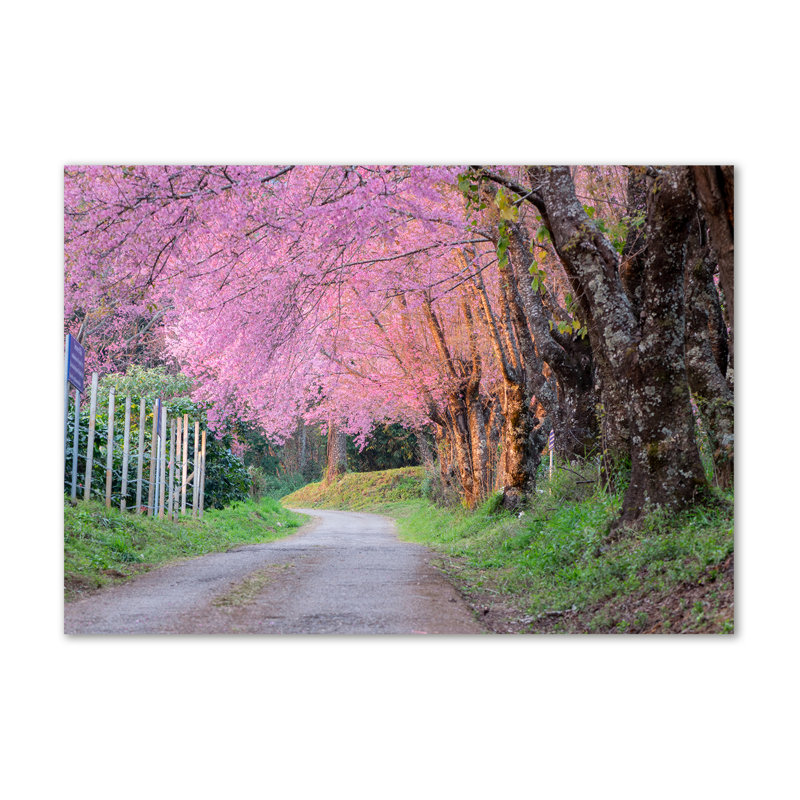 Cherry Blossoms - Wrapped Canvas Print
