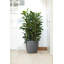 Pot Planter-69444307-69444308