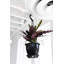 Live Rattlesnake Calathea Plant in Hanging Pot