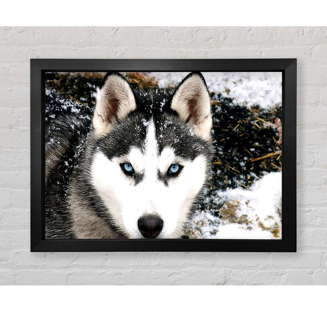 Siberian Husky Wolf - Druck