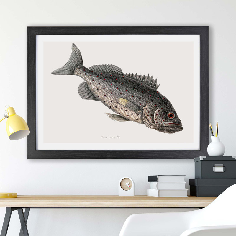 Rockfish by Mark Catesby - Single Picture Frame Painting, 62cm H x 87cm W x 2cm D, Black