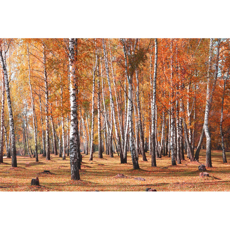White Birches Trees - Photographie sur toile tendue, H 12 po x l 18 po