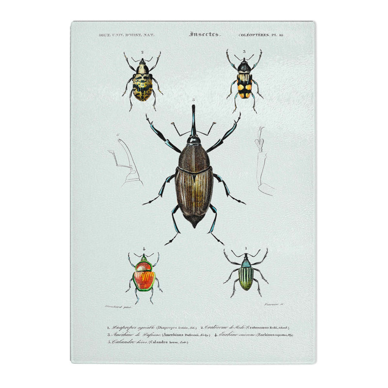 Tempered Glass Weevil Beetle Illustrations by Charles D' Orbigny Chopping Board, 28.5cm W x 39cm L