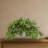 Nepthytis Artificial Plant in Stone Planter