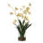 Spider Orchid In Glass Vase