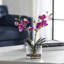 Orchids Arrangement in Vase