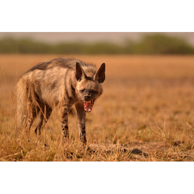 Striped Hyena - Wrapped Canvas Print