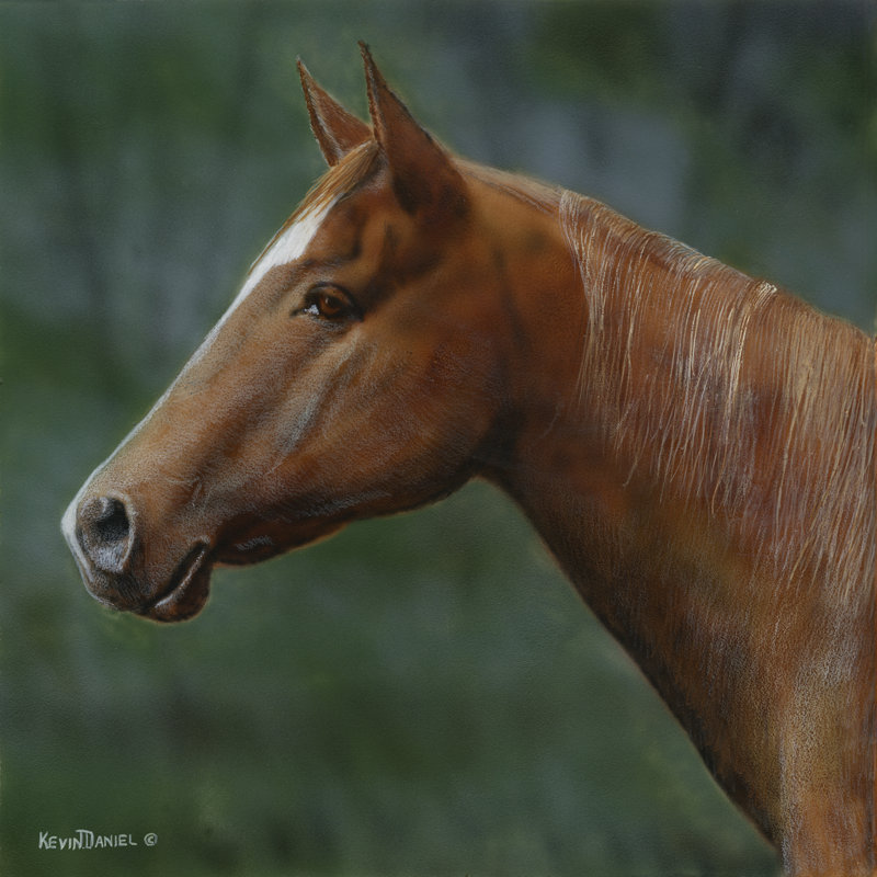 Quarter Horse by Kevin Daniel - Wrapped Canvas Art Prints, 30cm H x 30cm W x 3.8cm D