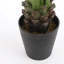 80cm Agave Plant in Pot