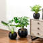 TYHPOT Ceramic Pot Planter-141006039