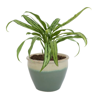 Alawi 14.5" x 14.5" x 11.25" Round Ceramic Outdoor Planter - Seafoam