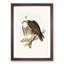 White-Breasted Sea Eagles by Elizabeth Gould - Picture Frame Painting Print-55612119-55612124