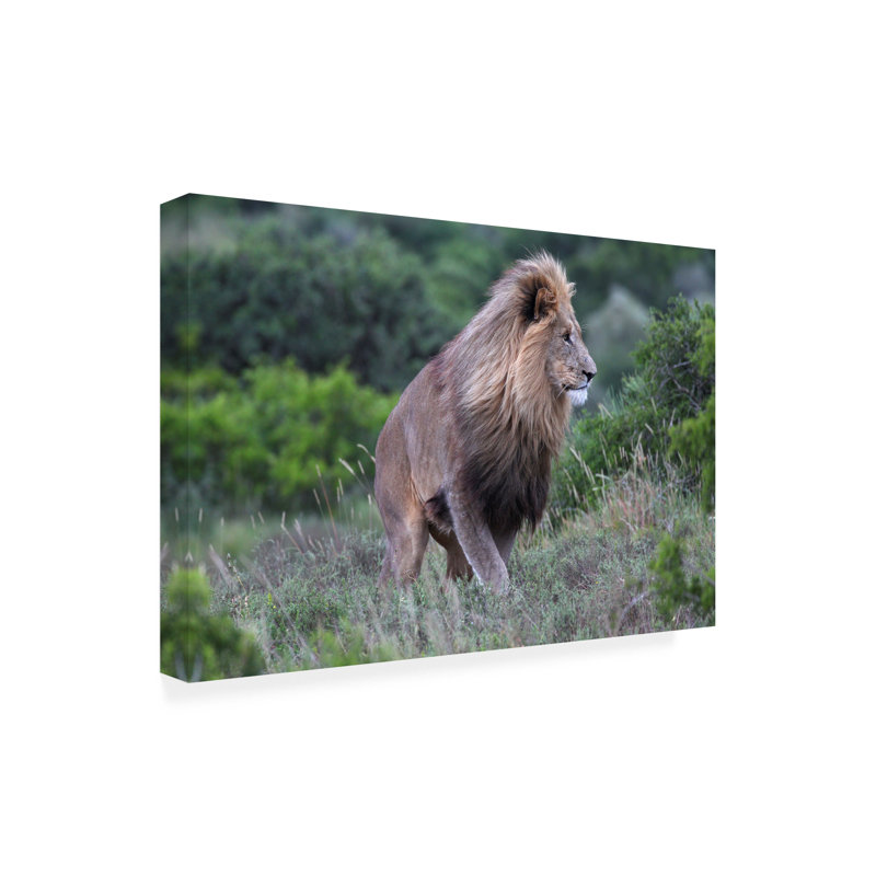 Art sur toile «Bob Bob Langrish Lion», H 12 po x l 19 po