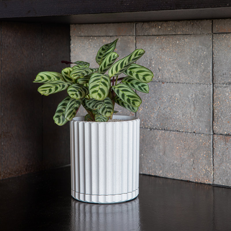 Veradek Demi Series 6" Planter, White, 1