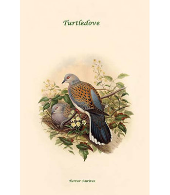 Turtur auritus turtledove-impression d’art graphique