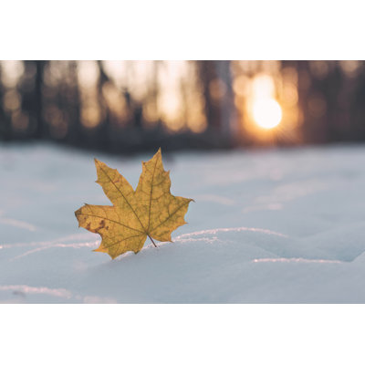 Maple Leaf - Wrapped Canvas Print