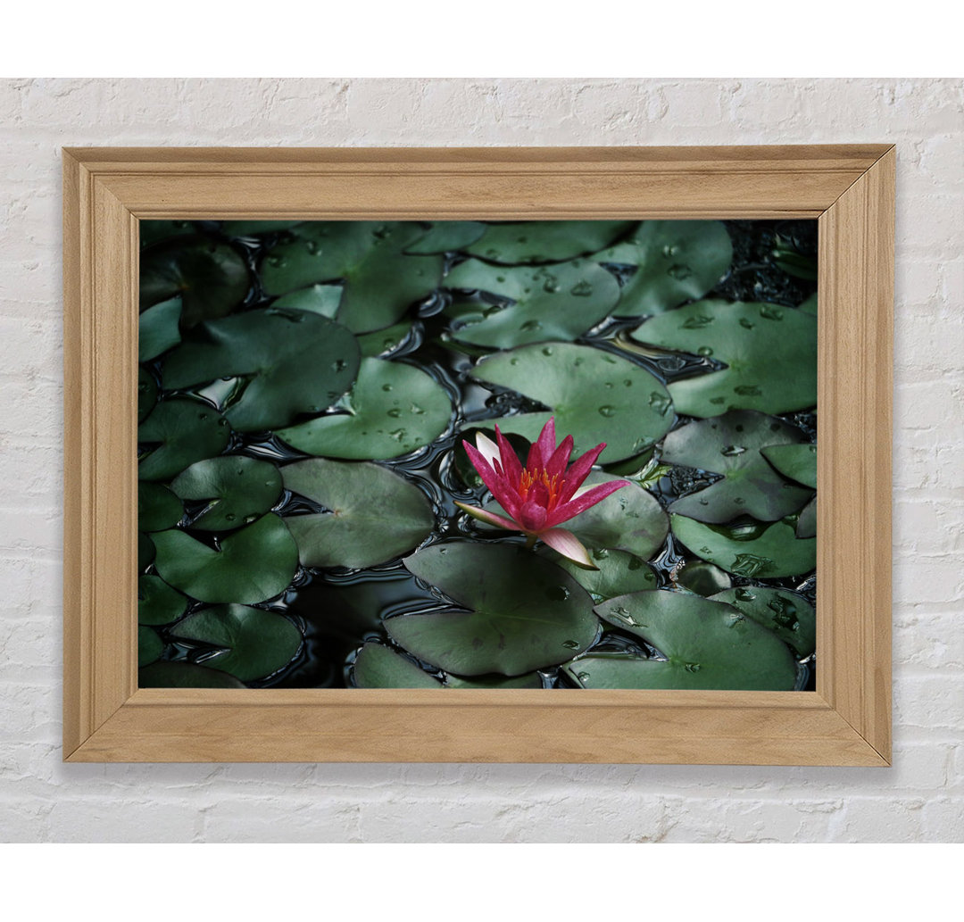 Lotus Peering Above The Lilly Pads - Einzelner Bilderrahmen Kunstdrucke