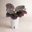 Calathea ''Dottie'' in Ceramic Planter