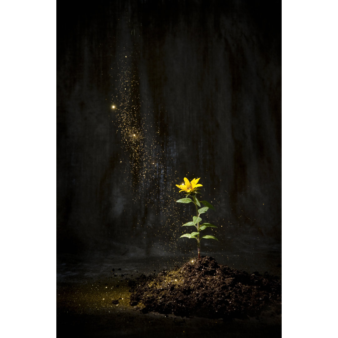 Fairy Dust Settling On A Flower von Timsa - Kunstdrucke auf Leinwand ohne Rahmen